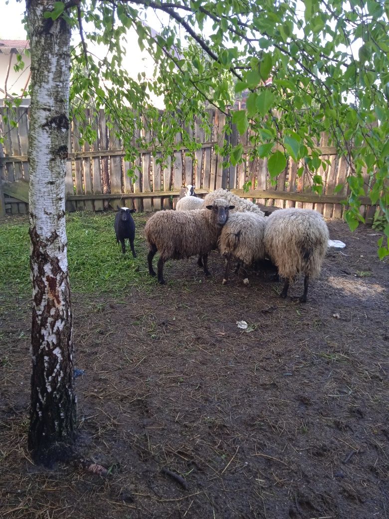 Продам вівці з ягнятами