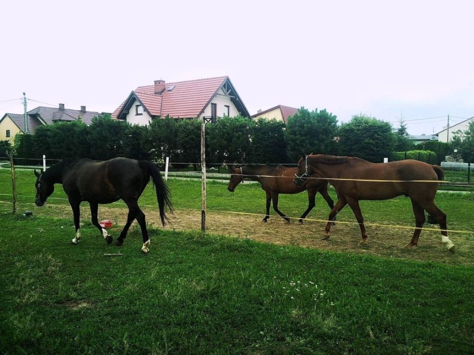 Stajnia, pensjonat, boksy dla koni - Kraków Liszki Cholerzyn