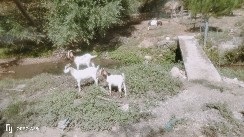 Vendo ou troco cabrito anglonubiano
