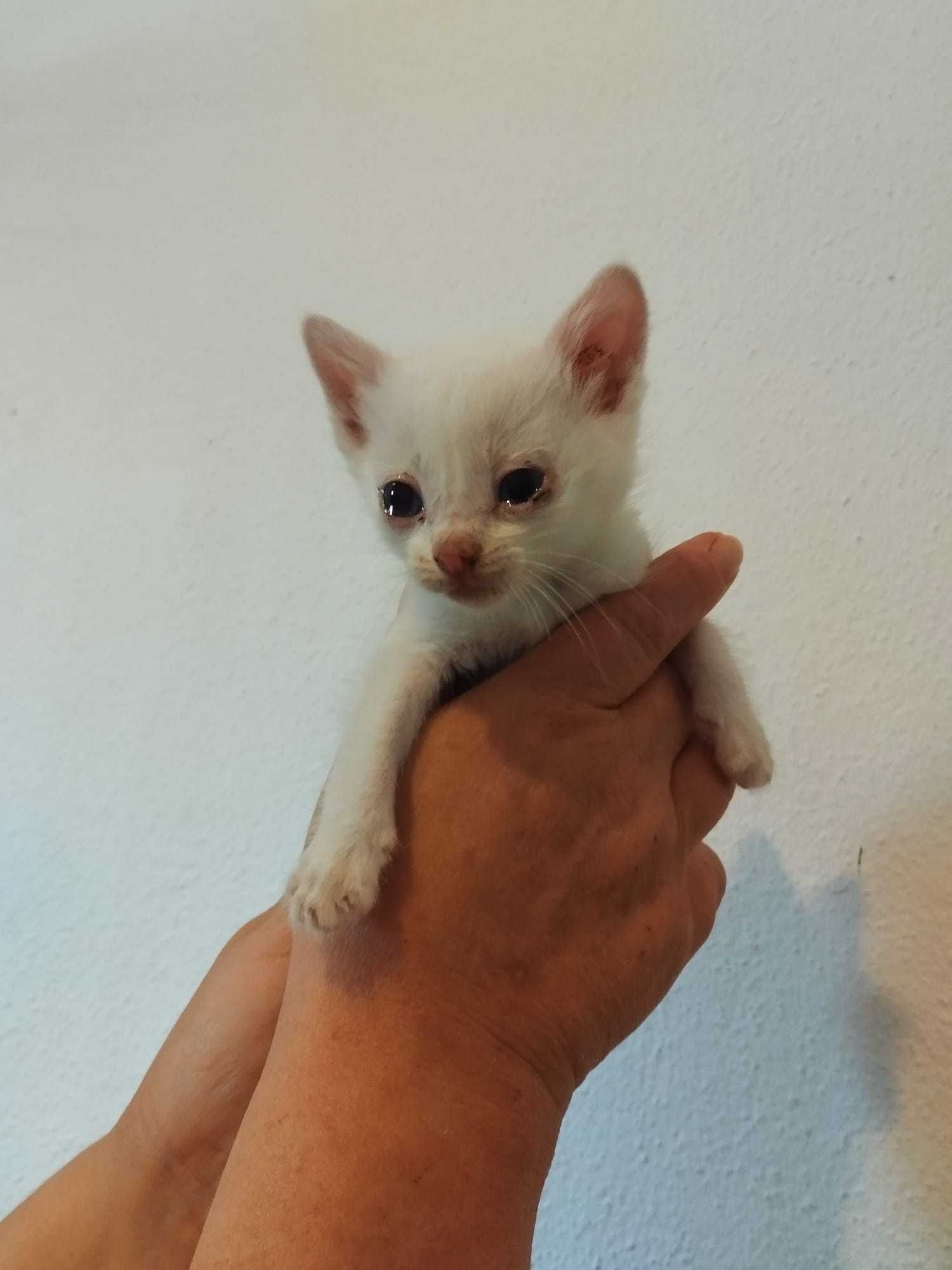 Bebés para adoção responsável