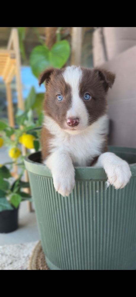 Piesek Border Collie