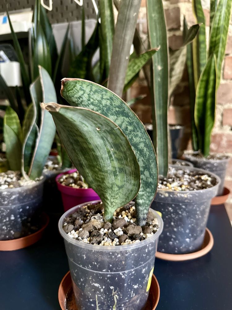 Sansevieria Masoniana Bowl Mutation Sansewieria kolekcjonerska