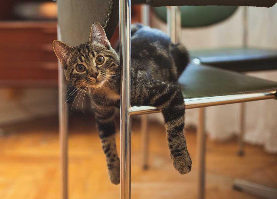 Kociak do adopcji - AMANT - 3 miesiące