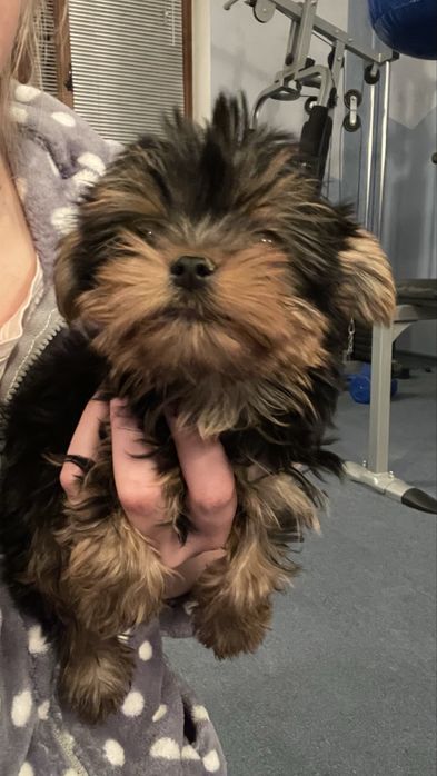 Йоршинський терєр