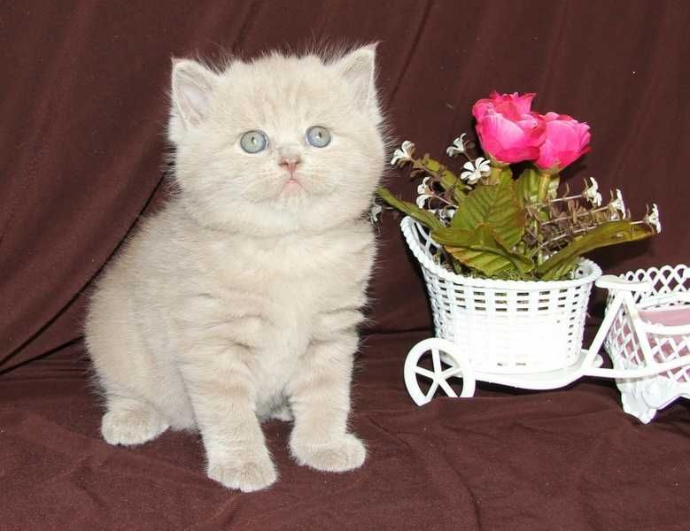 Плюхи шотландские короткошерстные