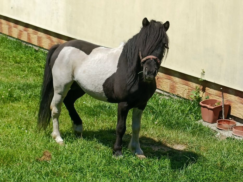 Ogier z licencją kuc szetlandzki, Kucyki, hucuły. LIKWIDACJA STADA