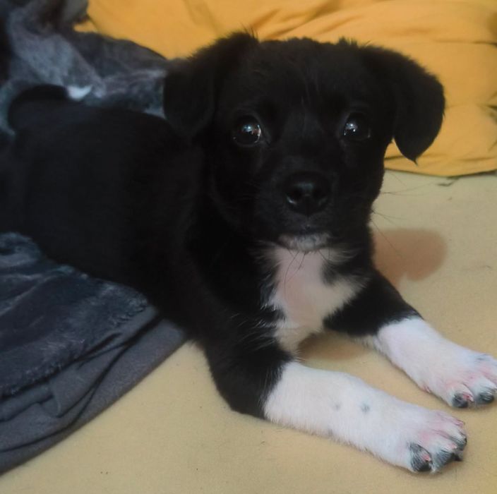 oddam w dobre ręce suczkę