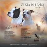 American Staffordshire Terrier FCI amstaff RASTI