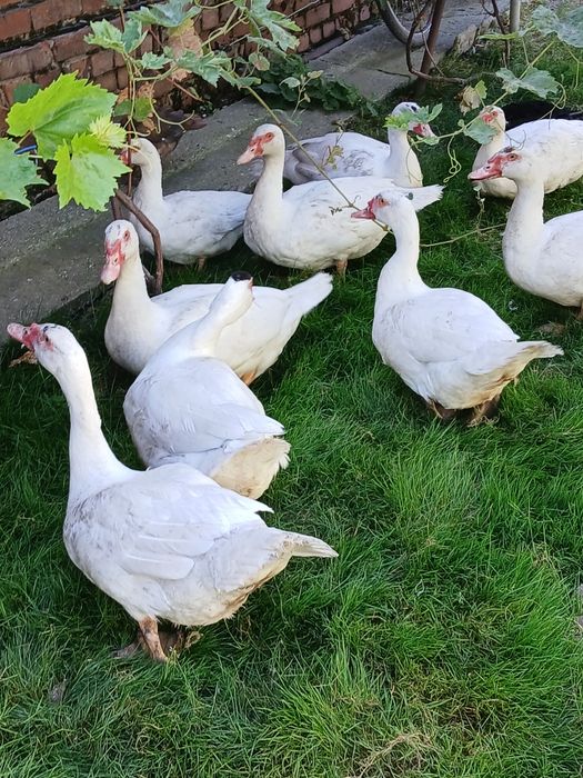 Продам кролів,індо утят,А також мясо кролів 220гр/кг.