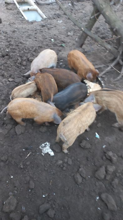 Продам поросят 1 місяць