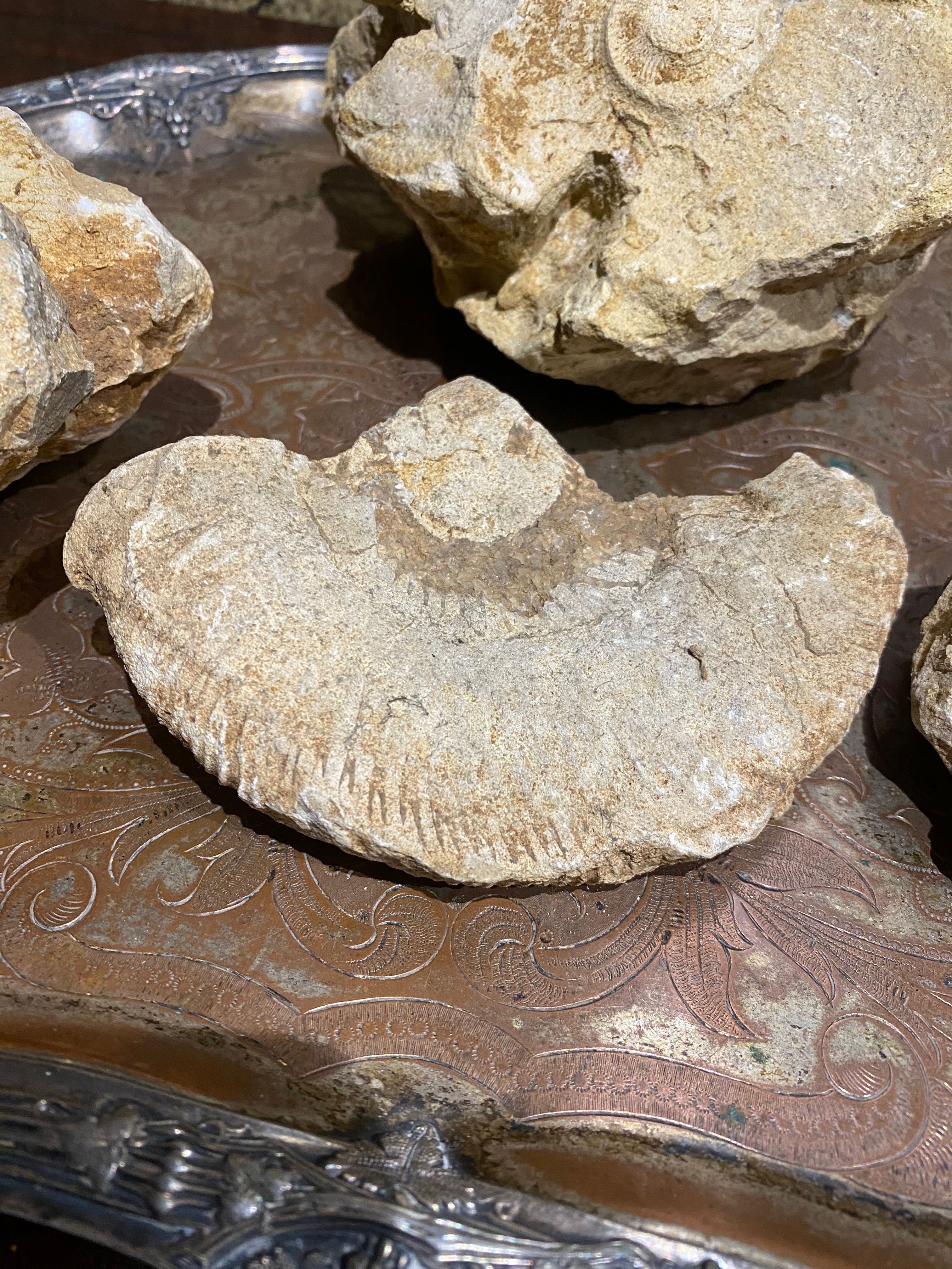Fósseis Ribeira Romana 14 cm Artefactos arqueológicos