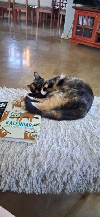 Kotka Frania do adopcji