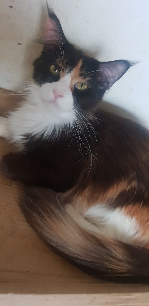 Kotka Maine Coon