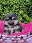 ***Szpic miniaturowy,pomeranian,piesek***
