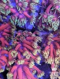 Koralowiec Goniopora Golden Inferno rzadkość #G5