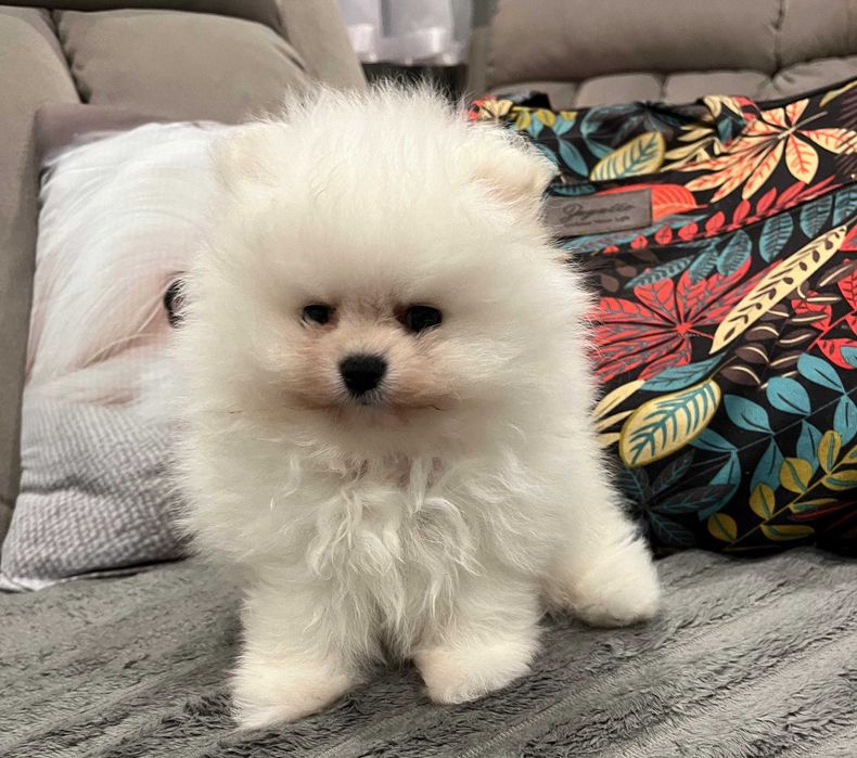 POMERANIAN - piękny, biały chłopak