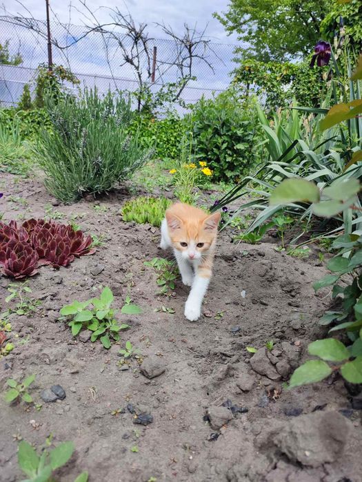 Бесплатно отдам домашних котят