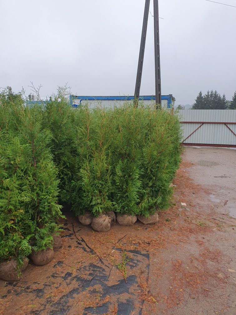 Tuja Brabant 160cm Promocja Thuja Żywopłot