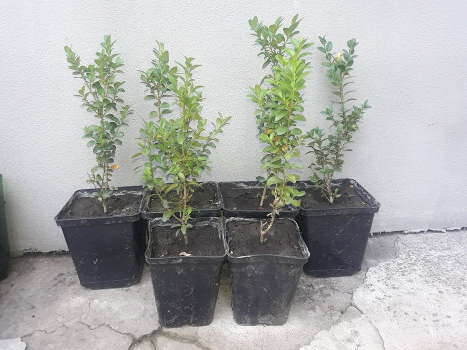 Продам самшит в горшках