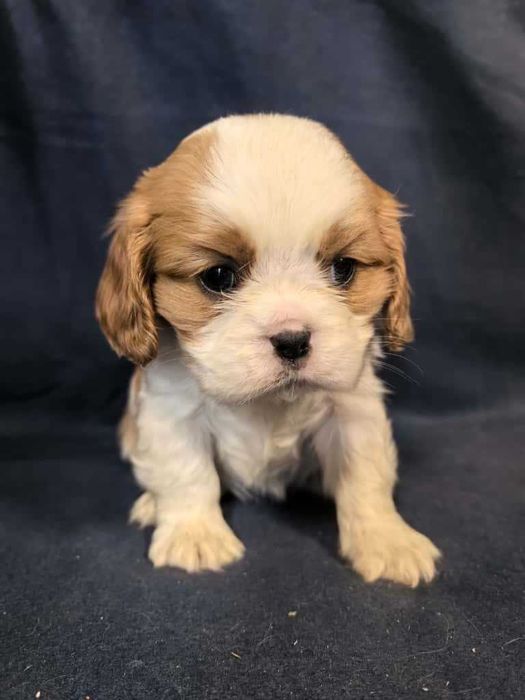 Cavalier king charles spaniel