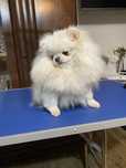 Pomeranian suczka