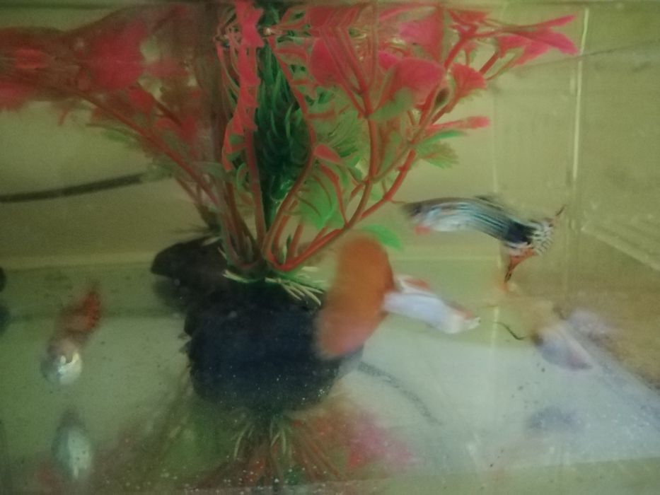 Guppys Para venda