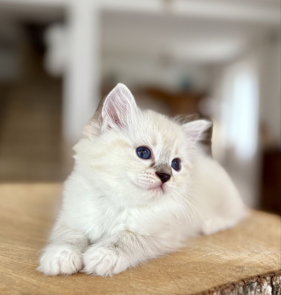 Ragdoll FPL kotka RAG n 04 21 z uprawnieniami hodowlanymi