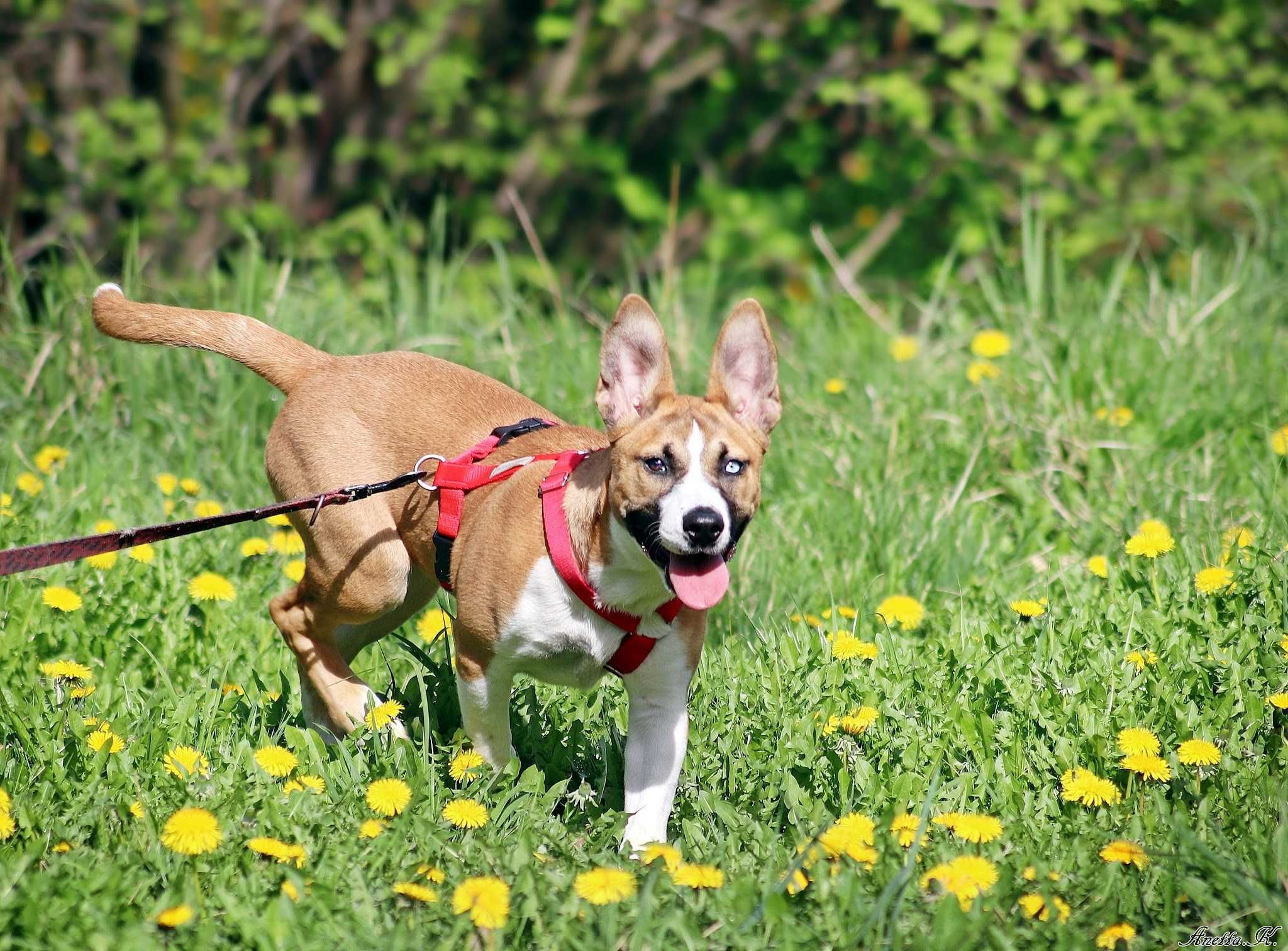 Mała TESI mix husky amstaff szuka odpowiedzialnej rodziny!