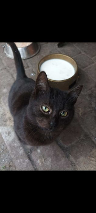 Oddam kotka w dobre ręce