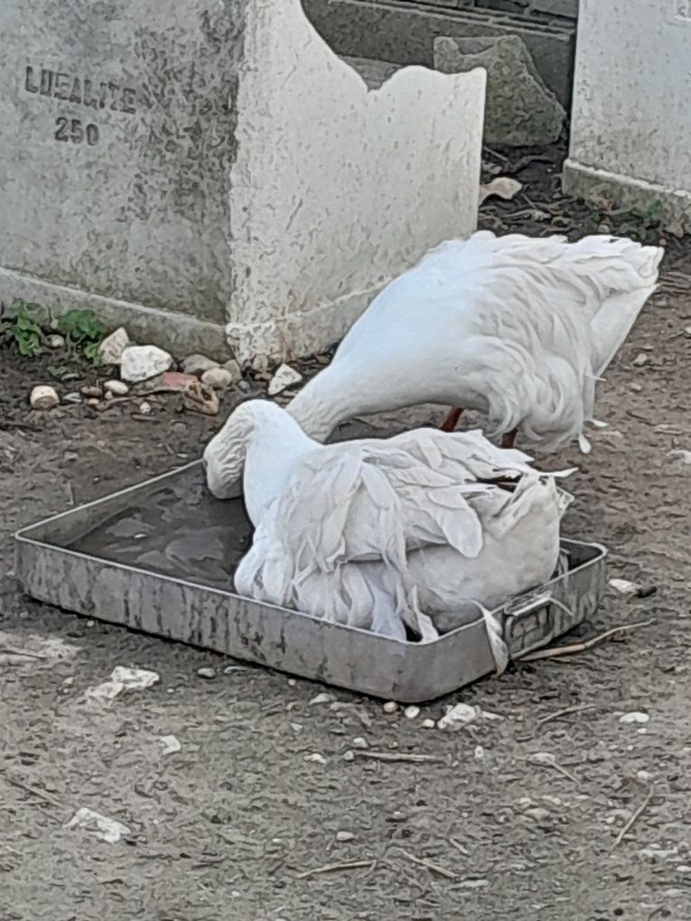 Gansos a iniciar postura