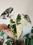 Alocasia frydek Variegata