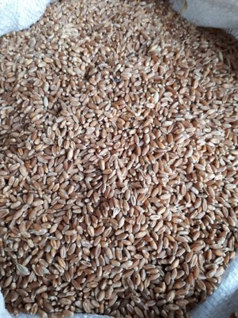Пшеница зерно кукуруза дерть ячмень пшениця и корм свиньям комбикорм