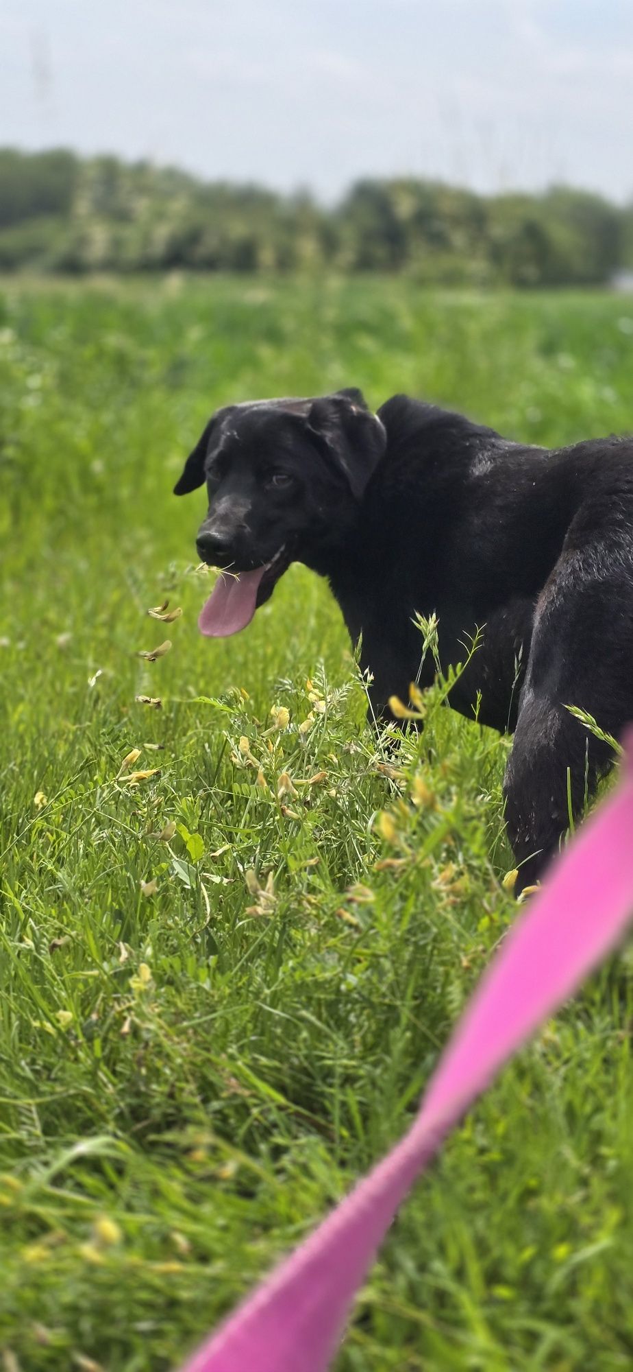 Frolic w typie Labradora