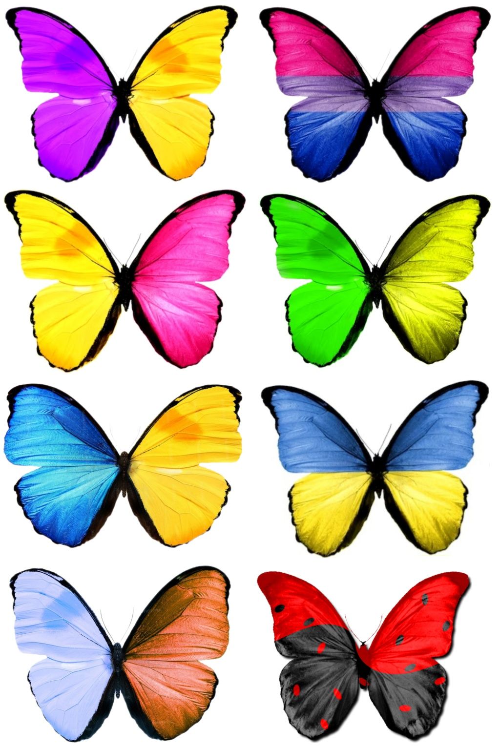 метелики на букети