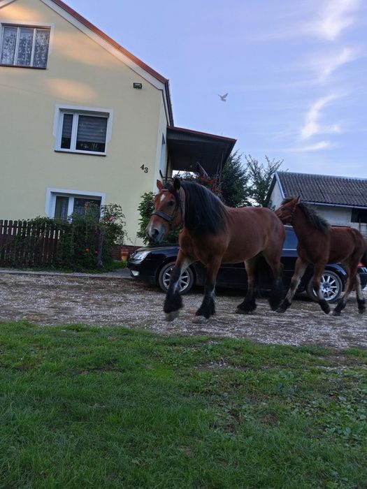 Sprzedam klacz zimnokrwista