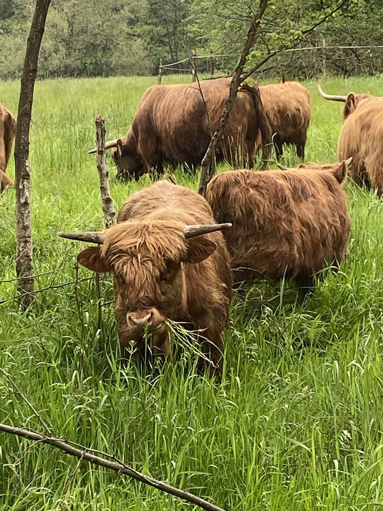 Wołowina Highland z gospodarstwa Ekologicznego