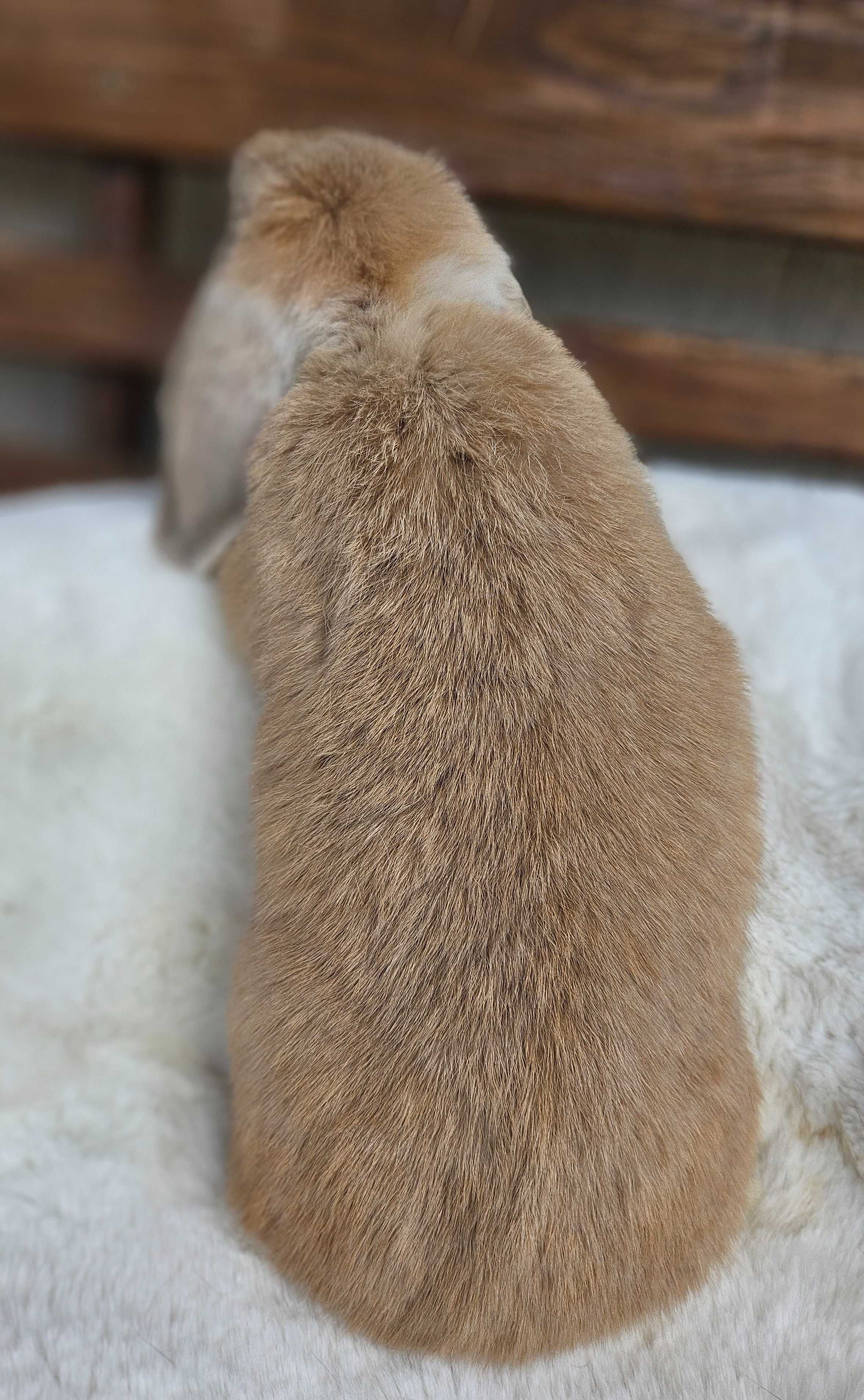 Króliki Mini Lop geny Niemieckie hodowla legalna zarejestrowana