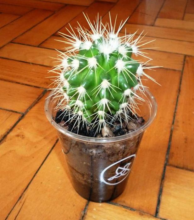 Домашний кактус Эхинокактус Грузони