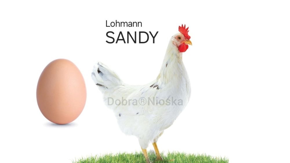 Kury nioski młode 22 tyg SANDY z jajkiem (na koniec listopada)