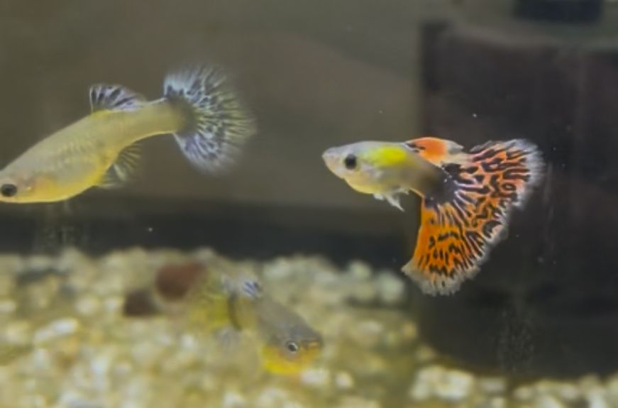 Guppy Dumbo Red Mosaic (casal)