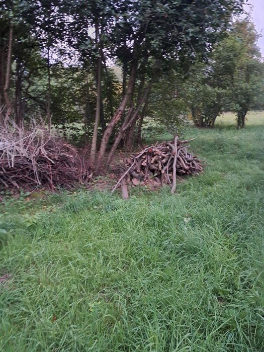 Mam do sprzedania drzewo