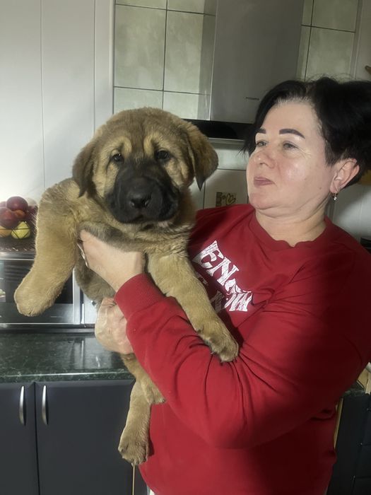 Гарненькі цуценята в добрі руки,безкоштовно