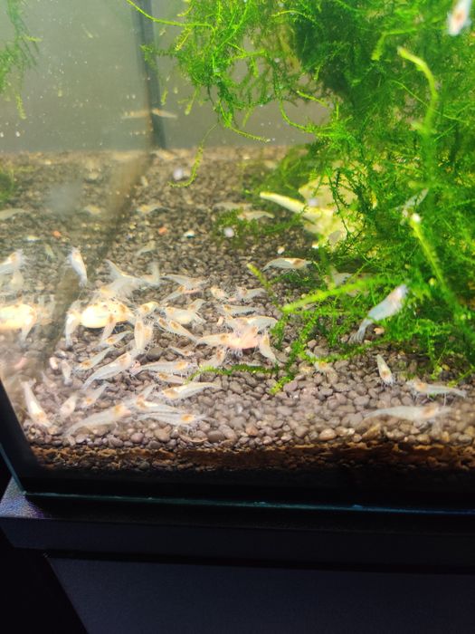 Krewetki White Pearl - 3zł