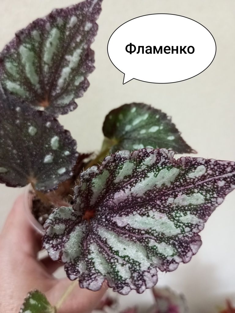 Бегонії королівські