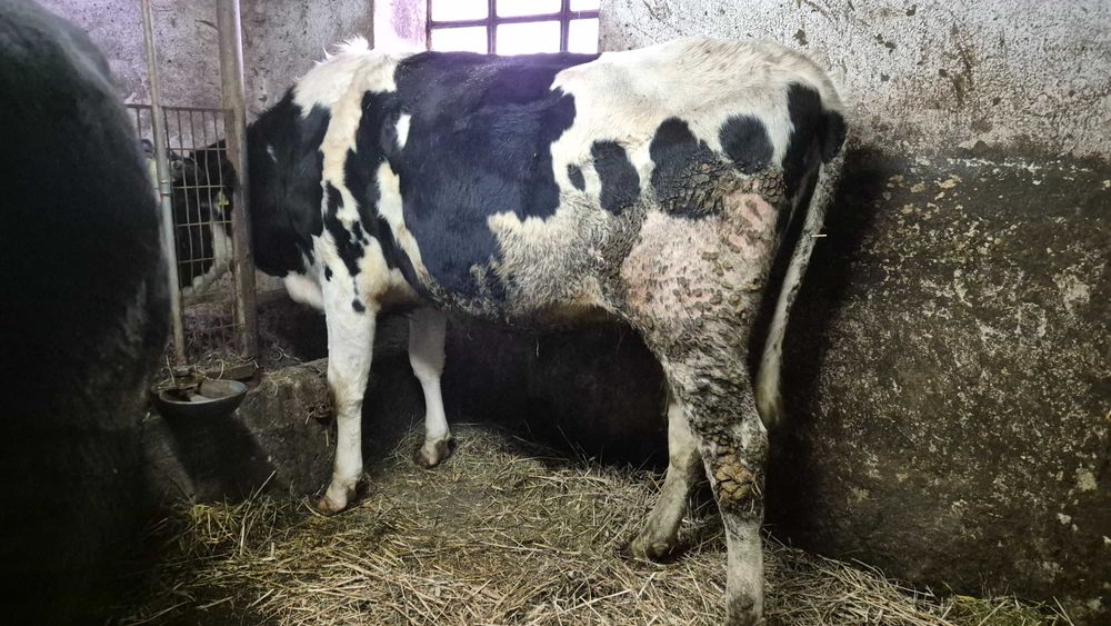 Jałowice wysokocielne  2 sztuki HF termin 4 i 16 styczeń 2026