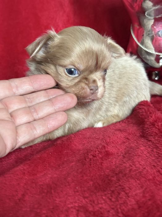 **Malutki rudzielaszek**