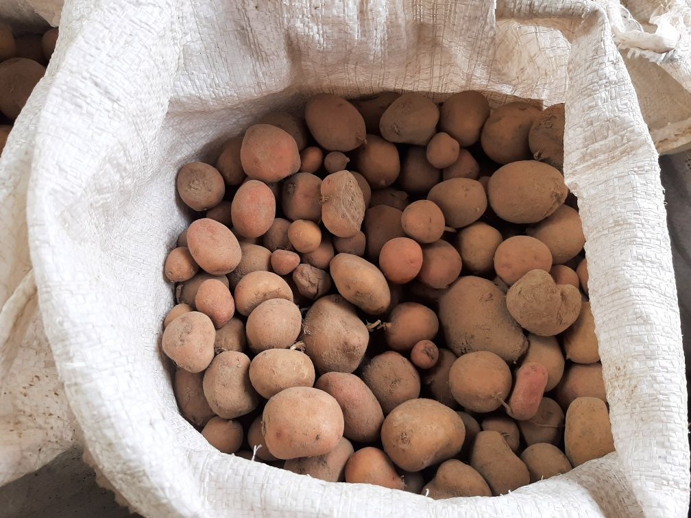 Продам середню картоплю насіневу недорого