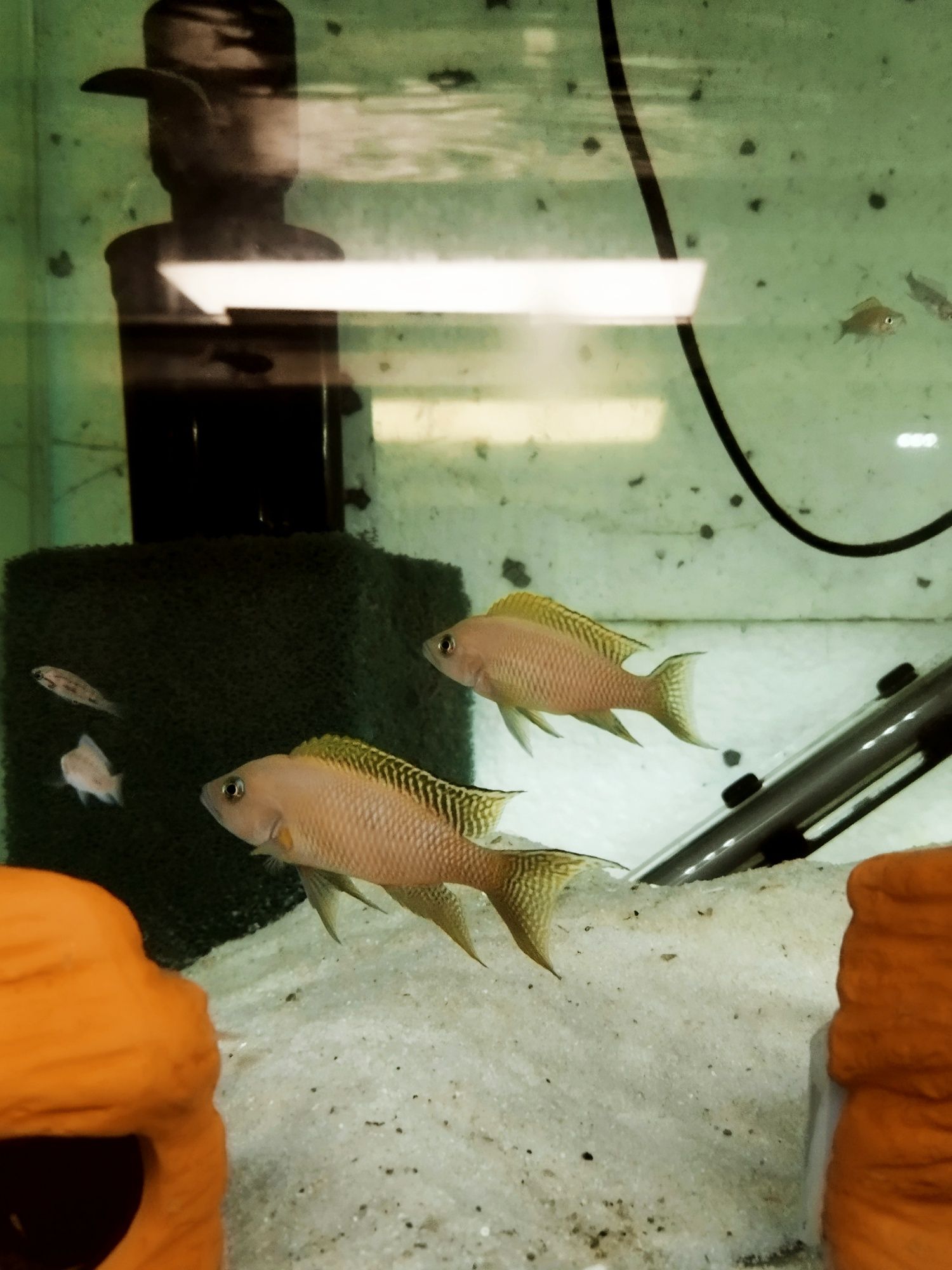 Neolamprologus walteri Kigoma księżniczka tanganika