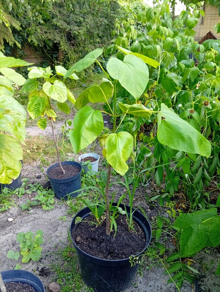 Katalpa 30-40 cm z nasion