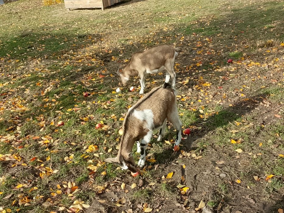Sprzedam młode kozy zamiana na słomę siano owies